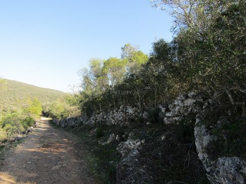 Rustic land with 16440 m2, in an area suitable for citrus fruit, borders with a path and has a slight slope.