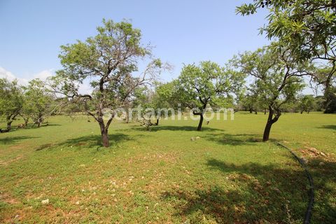 Ausgezeichnete Gelegenheit in Loulé Rustikales Land mit 3616m2 Gesamtfläche, mit flachem Hang, in einer sehr ruhigen Gegend und mit Häusern herum. Loulé  ist die größte Gemeinde der Algarve. Im Süden vom Atlantischen Ozean begrenzt, erstreckt es sich...