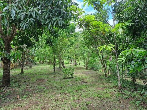 This charming plot is nestled in the jungle, just a 10-minute drive from Samara, its beach, services and shops. Located in the peaceful countryside of Samara, the Lote Ruth offers multiple development opportunities! Whether you envision your future h...