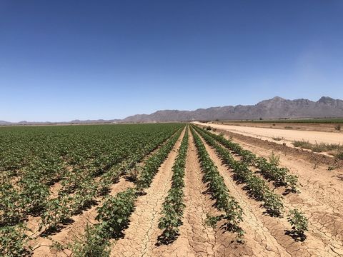 PRIME ARIZONA FARM GROUND Two parcels in Pinal County just off E. Alsdorf Road. Parcel 411-01-036D is 66.17 acres and parcel number 411-01-036E of 18.85 acres making a total of 85.02 acres of irrigated farm ground. Both parcels have a farming lease i...