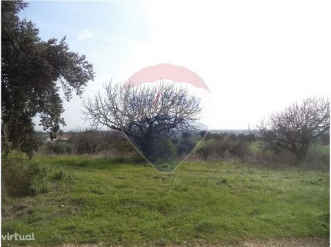 Land with 43,920 m2, in rural area but well served by infrastructure. Part of the land is clean, the rest has olive groves. The land is crossed by dirt road, but has a good front of tarmac road, where there are public services of electricity and wate...