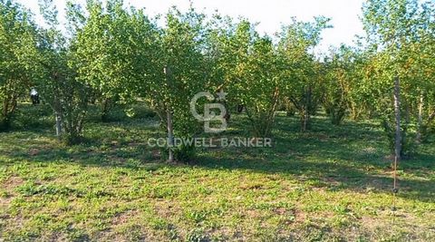 WELSH - VITERBO - LAZIO Hazelnut grove in full production of 2.5 hectares. The totally flat and easily accessible plot has an annual yield of 60 quintals, the overlying plants are about 20 years old. In addition to this property, there is the possibi...