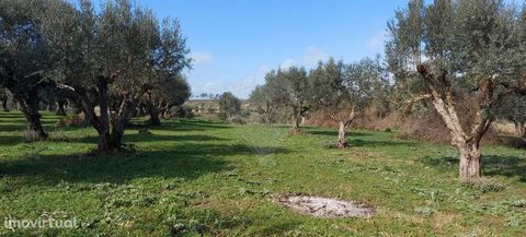 Land in Alvega, Abrantes   Irrigated land located in the wetlands of Alvega, near the Tagus River. Populated with olive trees and suitable for seasonal farming. He has a contract with the Association of Irrigators of Alvega.