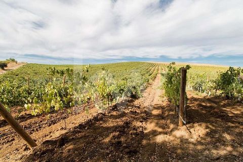 Vineyard with production nearby Vila de Frades This estate has a total of 34,924 ha featuring 2 urban parts and 4 agriculture parts. Currently there are about 16,5ha with vineyard in production of the varieties Alicante Bouschet, Antão Vaz, Syrah, To...