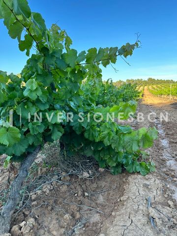 INVERSIONESBCN REAL ESTATE BOUTIQUE presents: Discover this incredible opportunity in Vimbodi-Poblet! We invite you to explore a thriving vineyard located in one of the most fertile areas of Conca de Barberà. With breathtaking views of the Castellfol...