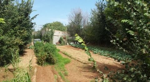 Perceel in Teresa de Cofrentes met moestuin en een grote schuur Er is landbouwwater en een vaste wateraansluiting aanwezig Op loopafstand van het dorp ligging is zeer privé