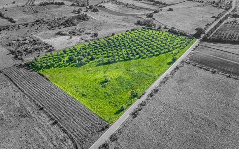 Poznaj tę rustykalną krainę w Falagueira w Pontével, jest to doskonała okazja dla osób poszukujących dużej i cichej przestrzeni, z tą zaletą, że jest blisko wszystkich udogodnień miasta. O łącznej powierzchni 2 488 m2 i około 600 drzew oliwnych w pro...