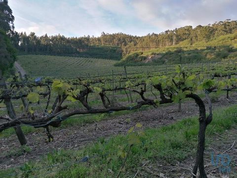 Vinha em Bretelo, Sousela (Lousada) de 62 400m2 Localizada na região de Bretelo, esta vinha é uma oportunidade única para você adquirir. É uma propriedade vitícola na prestigiada rota do Vinho Verde. Com uma área generosa de 6,24000 hectares, esta pr...