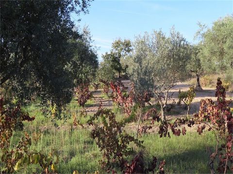 Organic Smallholding. Very pleasant, welcoming and also very complete farm, fully fenced and with a total area of 1600 m2. Its composition includes an adult vineyard, of Portuguese grape varieties and excellent production, and also a traditional adul...