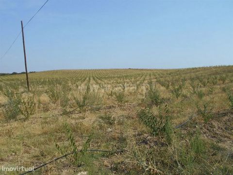 Land with excellent access consisting of 8.5ha of peach orchard, 2ha of ameixoeira orchard (Angelino and Stiney), two industrial holes, drip irrigation system. Plants in excellent growth planted this year. Good opportunity! Excluded from the SCE, und...