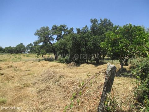 Land with an area of 4750 m2 with olive trees, fruit trees, a well in stone and some weeds, good for agriculture, isolated and good access on dirt. Excluded from the SCE, under Article 4, of Decree-Law No. 118/2013 of 20 August.