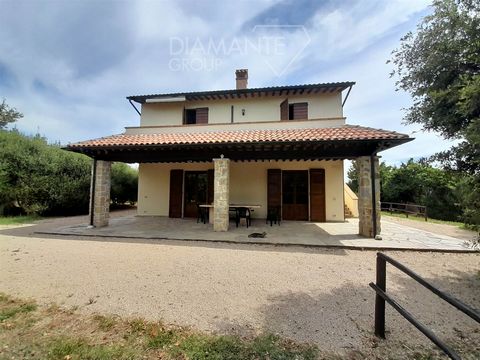 MASSA MARITTIMA(GR), Montebamboli: Located approximately 10 km from the sea, a vineyard and olive farm covering about 38 hectares of land with four buildings used for a winery, barrel storage, residence, and equipment storage. The land is hilly and d...