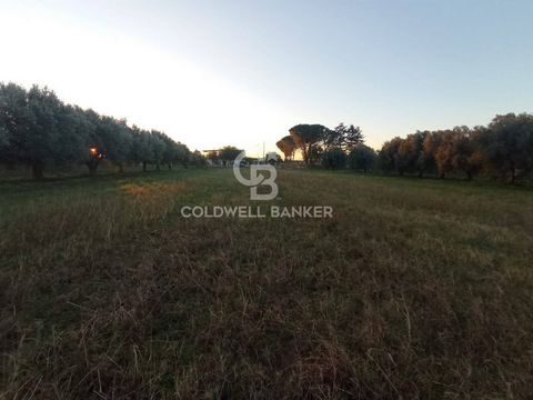 We offer for sale an agricultural land of approximately 5000 m2 which presents itself as a unique opportunity for lovers of the countryside and cultivation. Located in Contrada Feudo, along Via Vignone, this flat land offers an ideal environment to m...