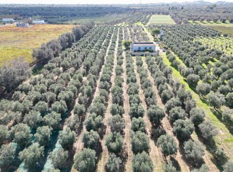 BRINDISI - ORIA - SANTA CECILIA DISTRICT An agricultural company is offered for sale, complete with all the equipment necessary for management, located in the countryside of Oria (BR) in a privileged position along the Via Appia route, just 1 km away...