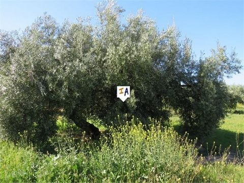 Dit perceel van bijna 5.000 m2 met olijfbomen, achter het pand Referentie TH5812, ligt halverwege tussen Martos en Monte Lopes Alvarez in de provincie Jaén in Andalusië, Spanje. Met gemakkelijke toegang tot dit redelijk vlakke perceel met 44 olijfbom...