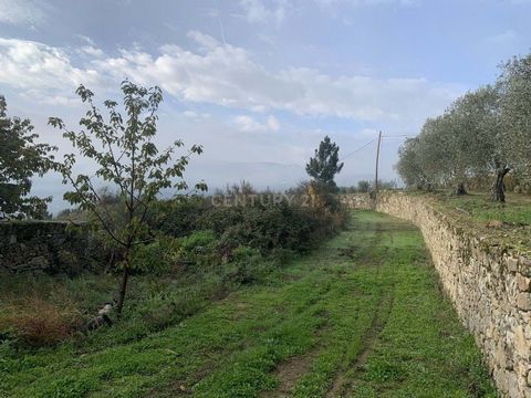 Land located in Lamego, in the parish of Várzea de Abrunhais The land has a total area of 8,257 m2. It has a ruin with an area of implantation of 250 m2. It is ideal for the implementation of a tourist project or simply for the cultivation of vineyar...