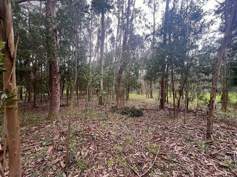 Explore the potential of this large rustic land, with more than 20,000 m2, strategically located close to the industrial zone of Mira. This privileged area offers exceptional opportunities for the cultivation and planting of eucalyptus, providing a s...