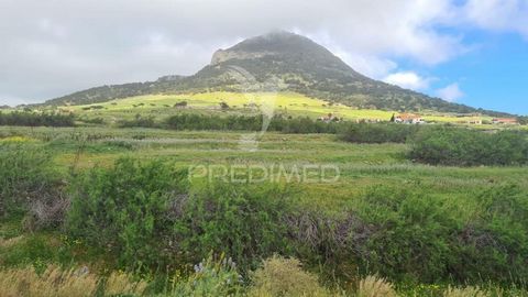 Land in Porto Santo with a total area of 55031 m2 located in the site of Farrobo. At the moment, the PDM is under review, and with the current PDM, The land covers natural areas of restricted use and areas of good agricultural capacity. On this land ...