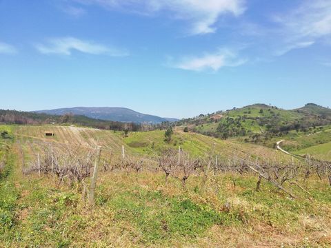 Rustic land with 3,920m2 of vineyards and arable crops. If you are looking for peace and harmony with nature; this is the ideal terrain. Access by dirt road less than 100mts from the tar road; close to mains electricity and water. It is located in th...