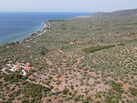 Property Code. 11522 - Agricultural FOR SALE in Thasos Skala Kallirachis for € 70.000 . Discover the features of this 5159 sq. m. Agricultural: Distance from sea 355 meters, facade length: 82 meters With its presence on three roads, the plot is easil...