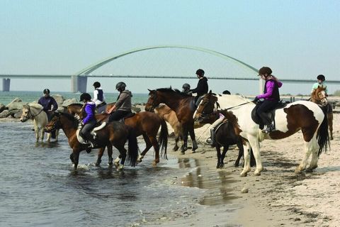 L'appartamento 994 si trova in una casa dal tetto di paglia direttamente sulla spiaggia del Mar Baltico.