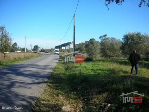 Land with 20000 m2 in Tomar with olive grove of excellent quality, with only 7 years in the parish of São Pedro locality of Boa Vista. The land is only 4km from Tomar, 2km from the Polytechnic, 2km from the Hospital, and still on the limits of the Su...