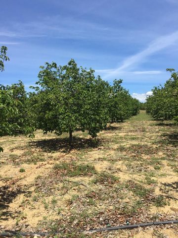 Frida's Estate Finca located in Guayubin, Montecristi. It is currently operating for the production of Soursop with a license to export (it is not planted in its entirety but it is clean) and in conditions to continue expanding or sow another fruit. ...