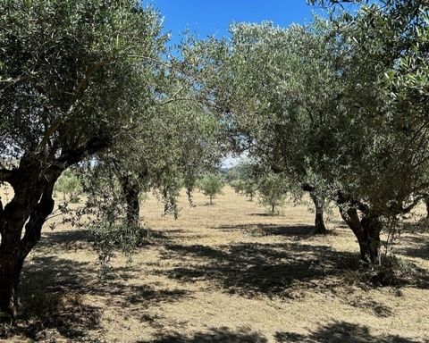 For Sale Large Land , Pyrgos 37.444sq.m , features: For development, Water Bore, For Investment, Roadside, On Corner, Flat, For tourist use, Suitable for agricultural use Out of City plans Arable Land,  distance from: Airport (m): 120000, Seaside (m)...