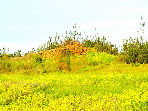 Rustiek land, dicht bij Tavira, met goede toegang, prachtig uitzicht op de bergen, een bevoorrechte locatie voor uw kleine landbouwproject. Op het zuiden gelegen, zeer goede kwaliteit grond, vijgenboomplantage in volle productie. Water en elektricite...