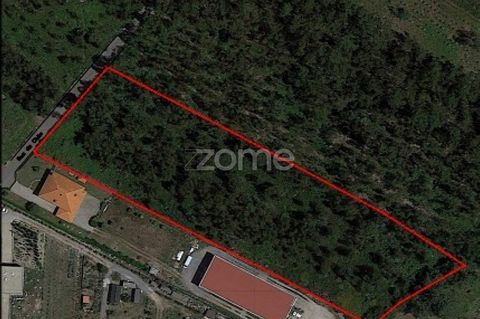 ID de la propriété: ZMPT541479 Terrain rustique de 7 900 m2 à Monte Córdova - Santo Tirso Ce terrain est situé dans la paroisse de Monte Córdova, dans un lieu d’habitations et d’entrepôts. Il est classé dans la PDM actuelle comme suit: - Espace fores...