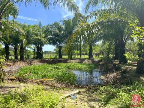 Entdecken Sie das Potenzial dieses fast 4 Rai großen Grundstücks in der ruhigen Gegend von Na Toei, Thai Mueang, Phangnga. Dieses Grundstück mit zugänglichen Straßen, Strom- und Wasserversorgung wird mit einer Eigentumsurkunde geliefert, was es zu ei...