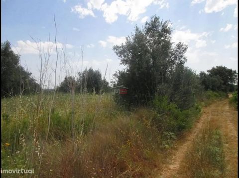 Excellent land with several olive and fig trees, also having a large area for cultivation with shallow water, being perfect for the construction of a hole. Land of great quality and quite accessible by road.  