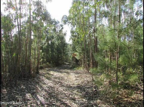 Pine forest and eucalyptus with eucalyptus to cut 2300M2. Pine forest with 2300m3, very spacious, large amount of trees, ready to be cut