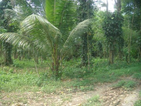 2 Plots of land for Sale in Tortuga and Grande Riviere, Trinidad and Tobago, Caribbean Esales Property ID: es5553755 Property Location Plot 1 – Tortuga – Central Trinidad Plot 2 – Grande Riviere – North Coast – Trinidad Trinidad and Tobago Property D...