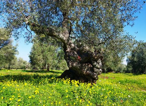 For sale: interesting land cultivated with centuries-old olive trees, almond trees and orchards. The land, endowed with wonderful thousand-year-old olive trees and an artesian well, is located in the countryside of Carovigno, 