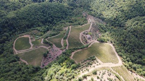 GAIOLE IN CHIANTI (SI): The Agricultural Estate is located in the municipality of Gaiole in Chianti, at an altitude ranging between 500 and 600 meters above sea level, with specific characteristics of the best wine production areas: excellent soil st...
