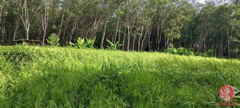 Un tranquillo 7 rai di terreno piantagione di gomma in vendita a Takua Thung Phangnga. La terra ha terreni liberi e piantagioni di gomma. Il terreno è piuttosto lungo e vicino alla strada pubblica. Situato in una posizione privilegiata. Il paesaggio ...