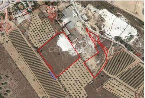 Discover these incredible rustic fincas near La Romana, in the beautiful province of Alicante! With a total of 13,205 m2 of land, these properties are a unique opportunity that you can't miss. Would you like to know more details about these magnifice...