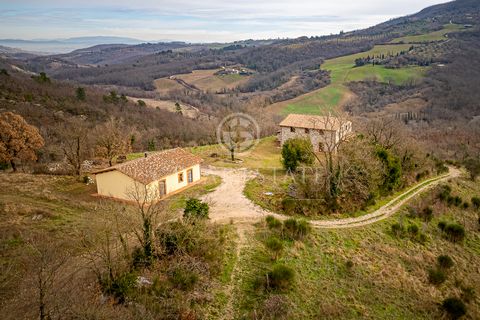 At the centre of the estate, there is the typical farmhouse, of about 300 net square meters, with 8 bedrooms with bathrooms, two of which are on the ground floor while the others are on the first floor. On the ground floor, we find a multipurpose lou...