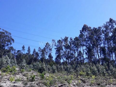 Terreno rústico para plantação de eucaliptos, com área total de 12.000m2, tem um bom acesso em terra batida e fica a 200 metros de estrada principal.