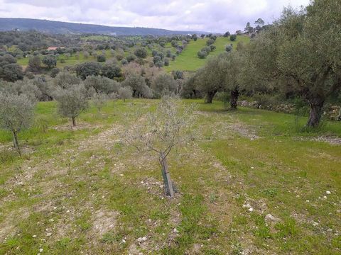 Terrain rustique à des fins agricoles d'une superficie totale de 7 680 m². Celui-ci se compose de 2 figuiers et de 180 oliviers avec une bonne rentabilité et qualité en huile d'olive. Il dispose également d'un puits disponible pour l'irrigation.