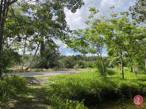 10.5 Rai rubber plantation land for sale in Thaimuang, Phangnga. Situated along a 6-meter-wide concrete public road, with full access to electricity and water. The property comes with a title deed, ensuring secure ownership. The land features beautif...