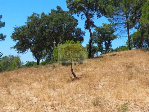 Propriété de 8,4 ha dans une zone de petites fermes à Sobreiras Altas, avec vue sur la campagne et un excellent accès à seulement 10 km des plages (Melides, Galé, Aberta Nova). Terrain avec orangeraie, pins parasols, chênes-lièges et forêts d’eucalyp...