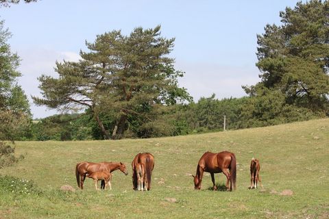 Four comfortable holiday homes on a stud farm on Lake Garder near Güstrow. The 36-hectare site is located on a peninsula in the Garden district and offers you a wonderful panoramic view over the almost limitless expanses of the Sternberg Lake Distric...