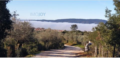 Magnifique terrain rustique (oliveraie) d'une superficie de 1.8750 hectares pouvant être utilisé pour un glamping de luxe, dans l'une des plus belles régions (Alentejo) de notre pays. Région riche en gastronomie, patrimoine culturel, vins, huile d'ol...