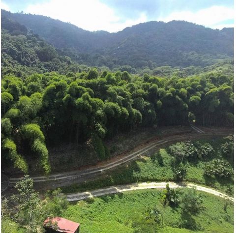 Sale of a gated lot located in Minca-Santa Marta, the lot is surrounded by abundant vegetation, fruit trees, flowers and plants typical of the region, ideal for living in harmony with nature. Near the river, just 10 minutes from Minca.It has water an...