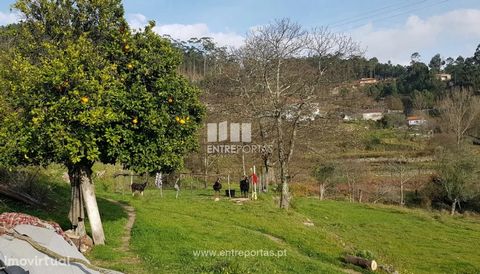 Land for sale, all plan, registered urban article and great sun exposure. Situated near services and 15 minutes from the city centre. Penha Longa, Marco de Canaveses. Ref.: MC08614 FEATURES: Land Area: 2 450 m2 Area: 2 450 m2 Useful Area: 2 450 m2 En...