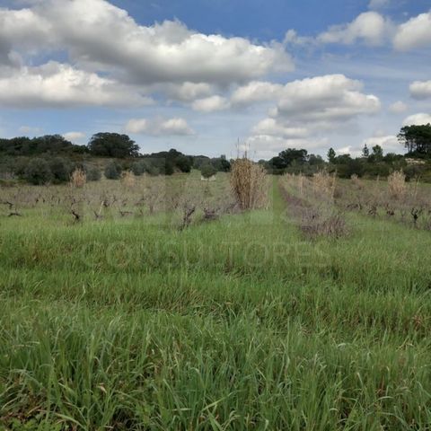 Land in Casal Boavista. For sale 2 rustic plots in Paialvo with about 4 hectares. The set of lands have between 4,500/5,000 feet of national toriga and Aragonese vineyards, and 60% of the vineyard is active. They also have about 80 trees among olive ...