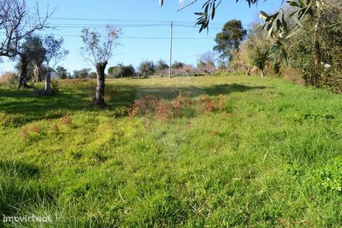 Land with an area of 7,220.00m2, intended for agriculture, consisting of 3 plots. The first with direct access to Rua Maximino Pinheiro with about 20 olive trees, the second with pasture and the third with several fruit trees. (apple, pear, citrus) I...