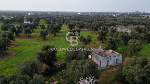 PUGLIA - OSTUNI GROUND Coldwell Banker offers for sale, 3 km from the sea Torre Pozzelle, in Ostuni land with olive grove. The land owned measures approximately 10883 m2 + 11154 m2. The olive grove is made up of 100 centuries-old and young plants, in...